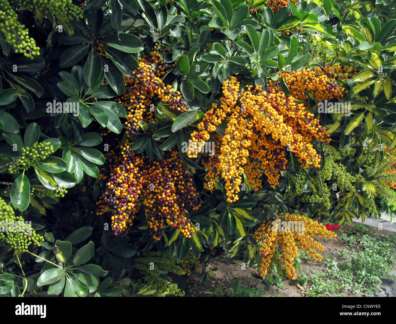 dwarf schefflera (Schefflera arboricola), fruiting, Canary Islands, Gomera Stock Photo