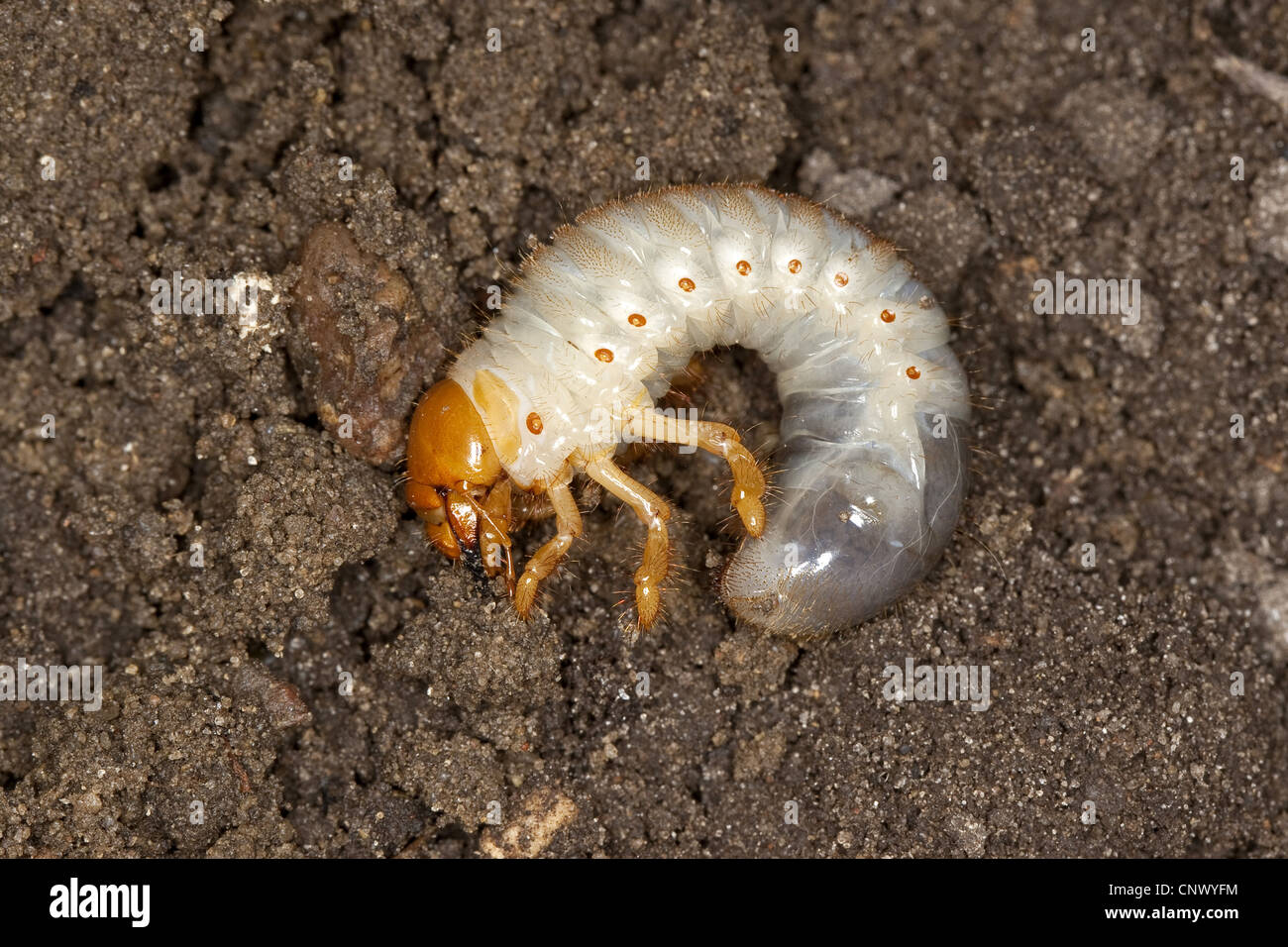 common cockchafer, maybug (Melolontha melolontha), larva in soil ground, Germany Stock Photo
