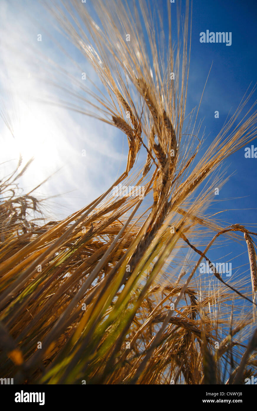 Barly field hires stock photography and images Alamy