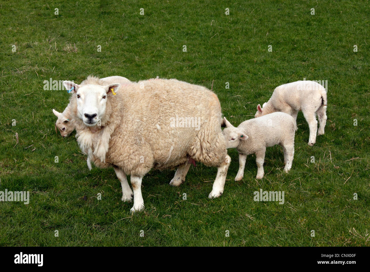 Sheep and lambs in a field Stock Photo - Alamy