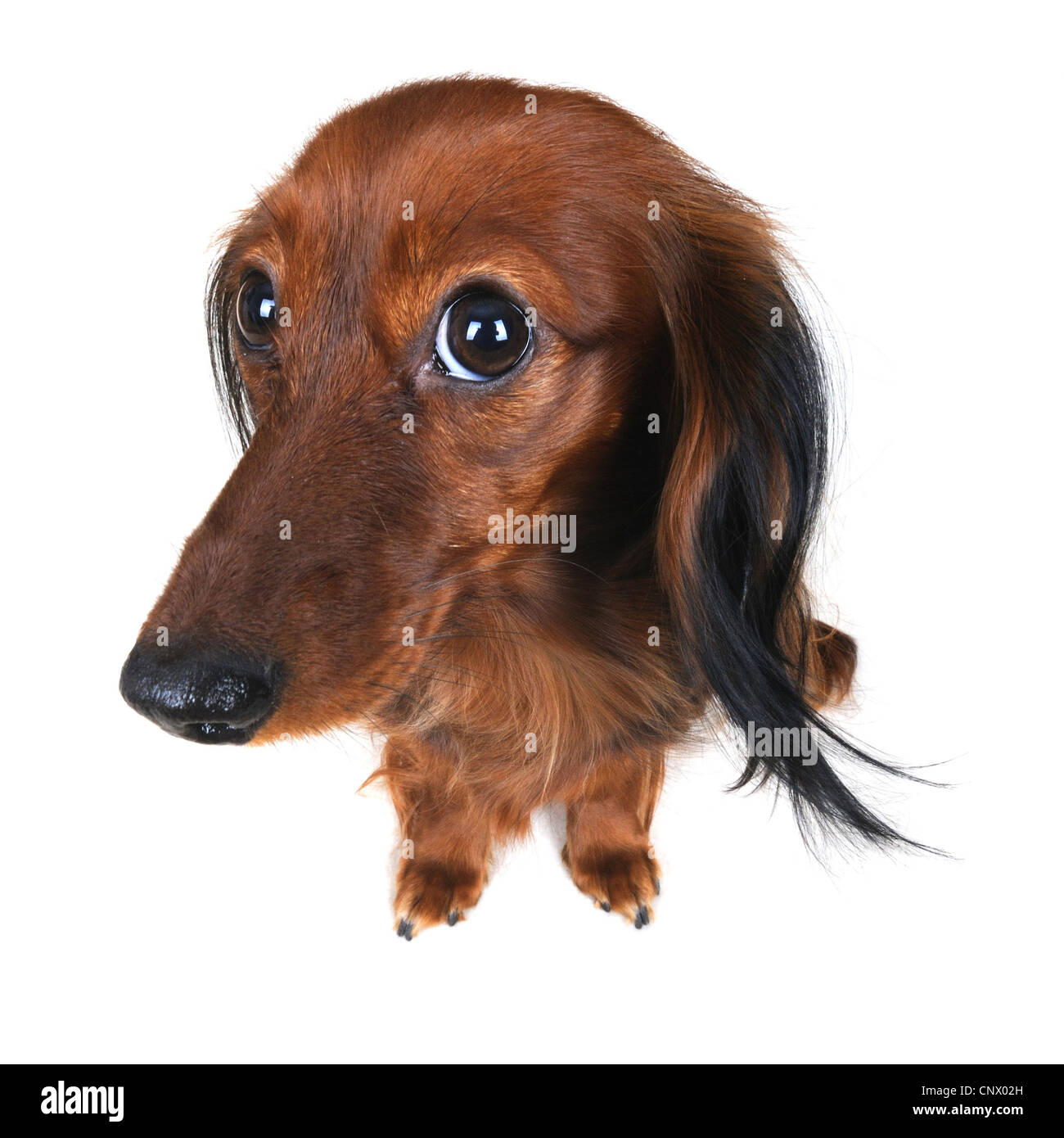 Longhaired Dachshund, Longhaired sausage dog, domestic dog (Canis