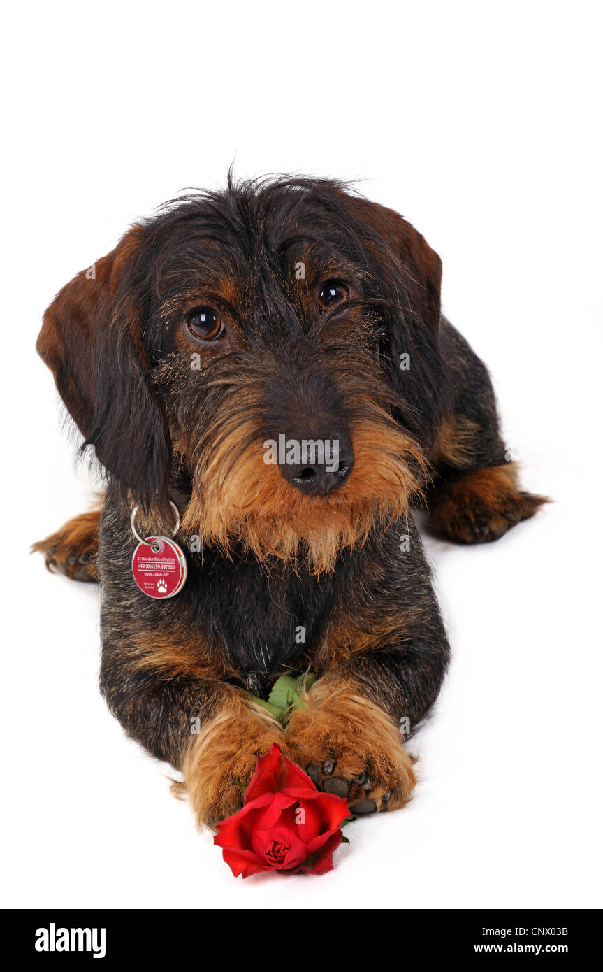 Predator proof Cut Out Stock Images & Pictures Alamy