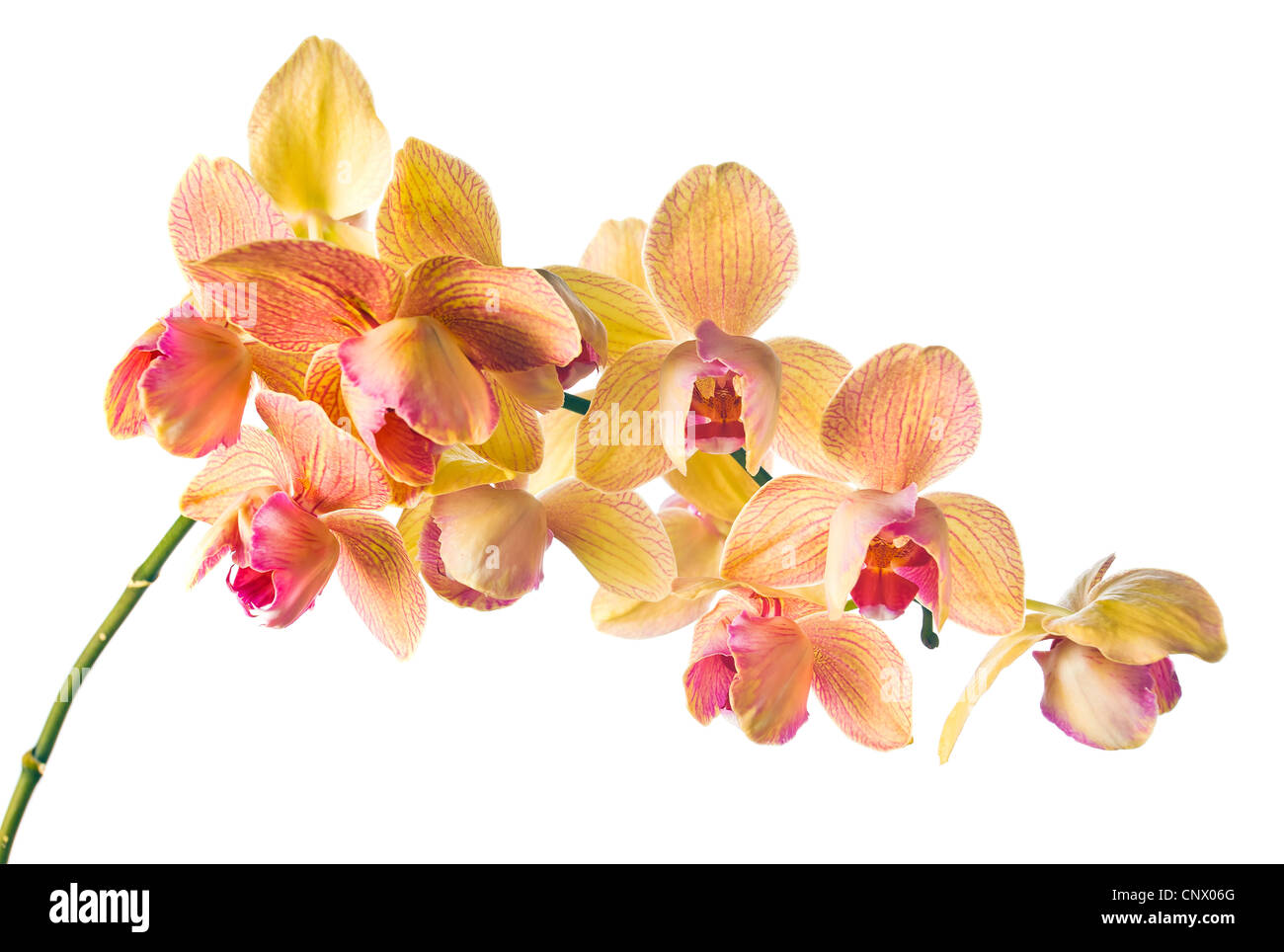 orchid isolated on a white background Stock Photo - Alamy