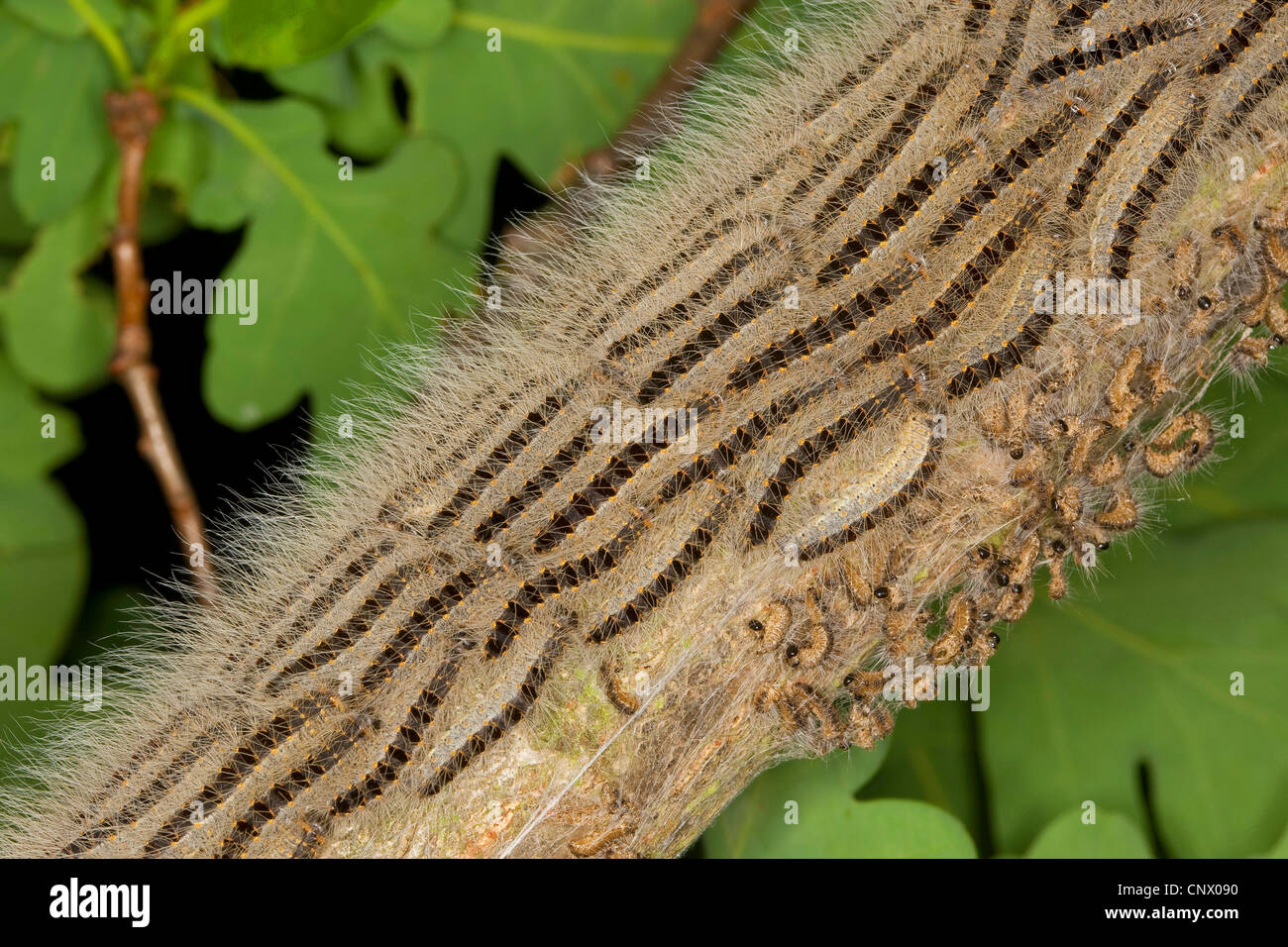 Oak Processionary Moth Thaumetopoea Processionea Caterpillars Marching On A Tree Trunk 1888