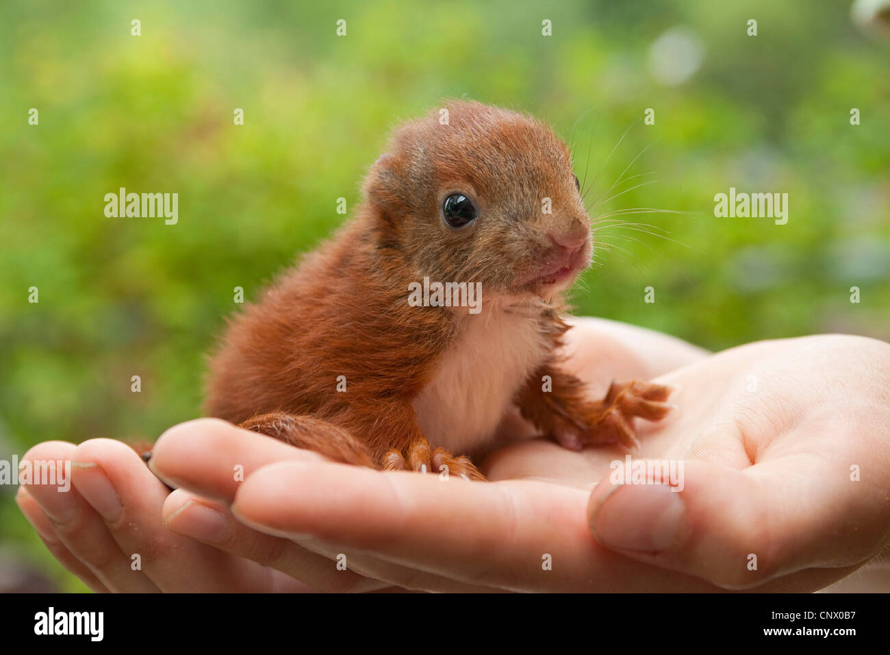 European red squirrel, Eurasian red squirrel (Sciurus vulgaris), orphaned pup sirring on hands, Germany Stock Photo