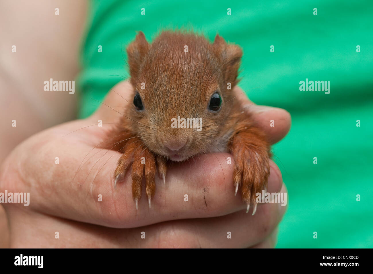European red squirrel, Eurasian red squirrel (Sciurus vulgaris), orphaned pup sitting on hands, Germany Stock Photo