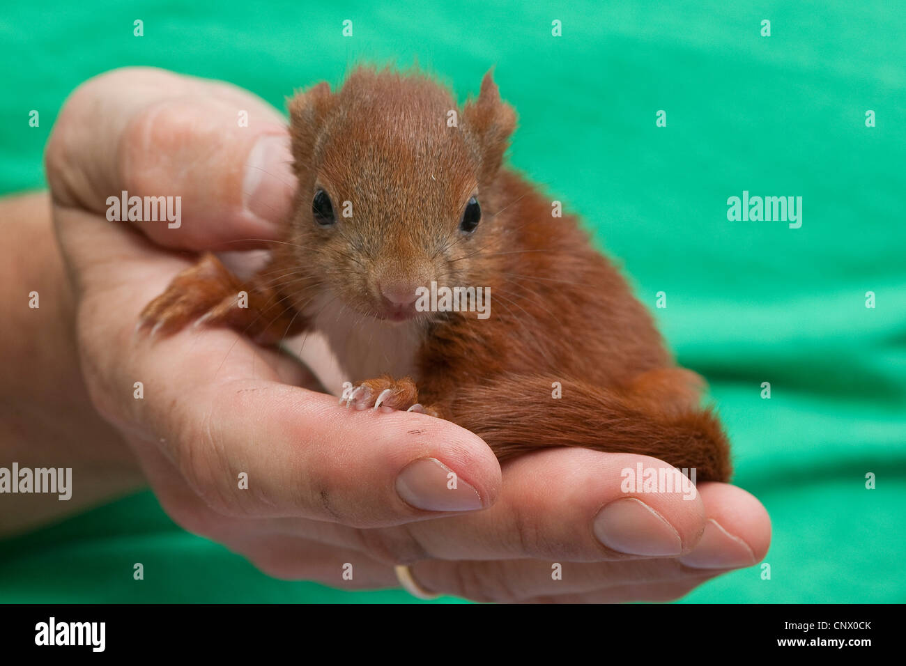 European red squirrel, Eurasian red squirrel (Sciurus vulgaris), orphaned pup sitting on hands, Germany Stock Photo