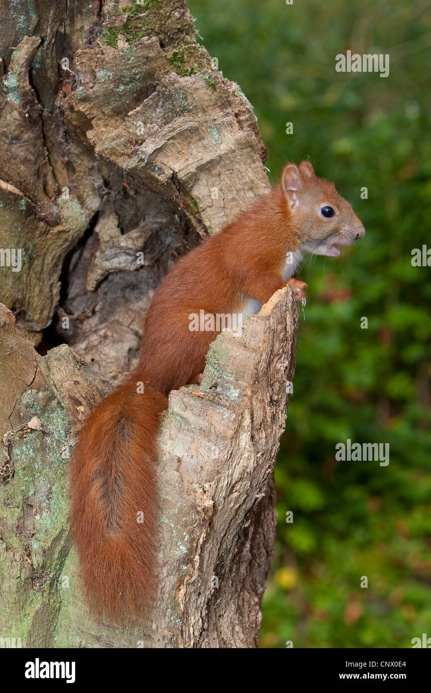 European red squirrel, Eurasian red squirrel (Sciurus vulgaris), pup at a tree hole, Germany Stock Photo