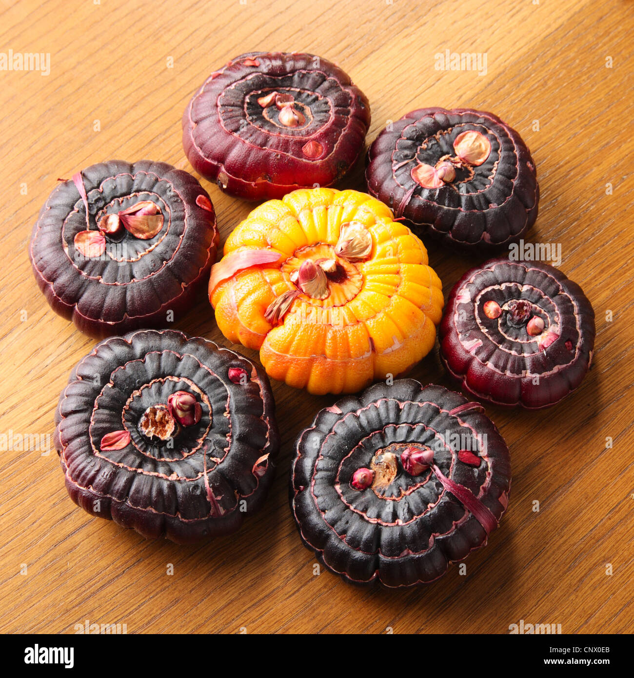 Onion bulb shoot hi-res stock photography and images - Alamy