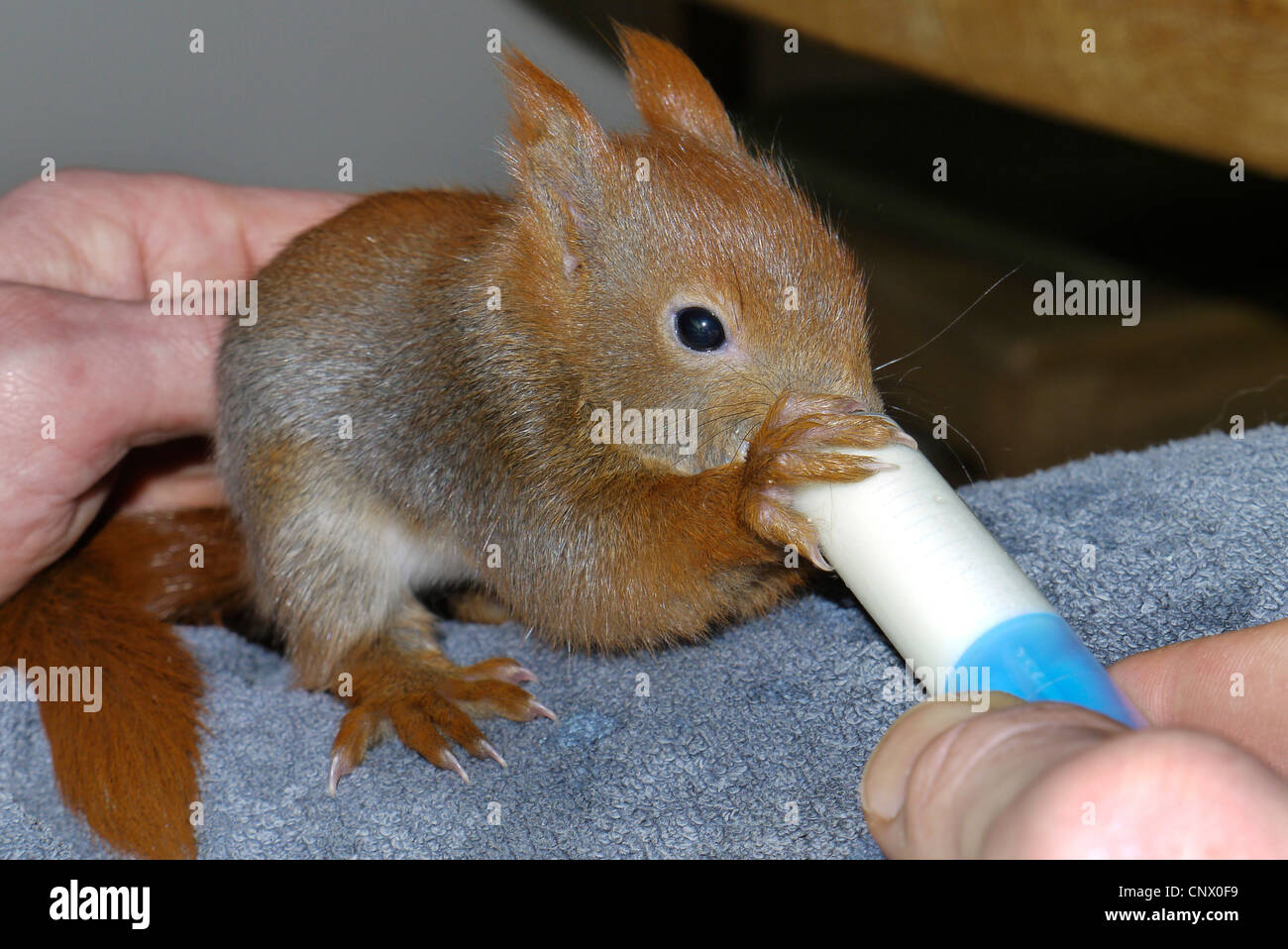 European red squirrel, Eurasian red squirrel (Sciurus vulgaris), ophaned pup rearing by hand with milk from a injection, Germany Stock Photo