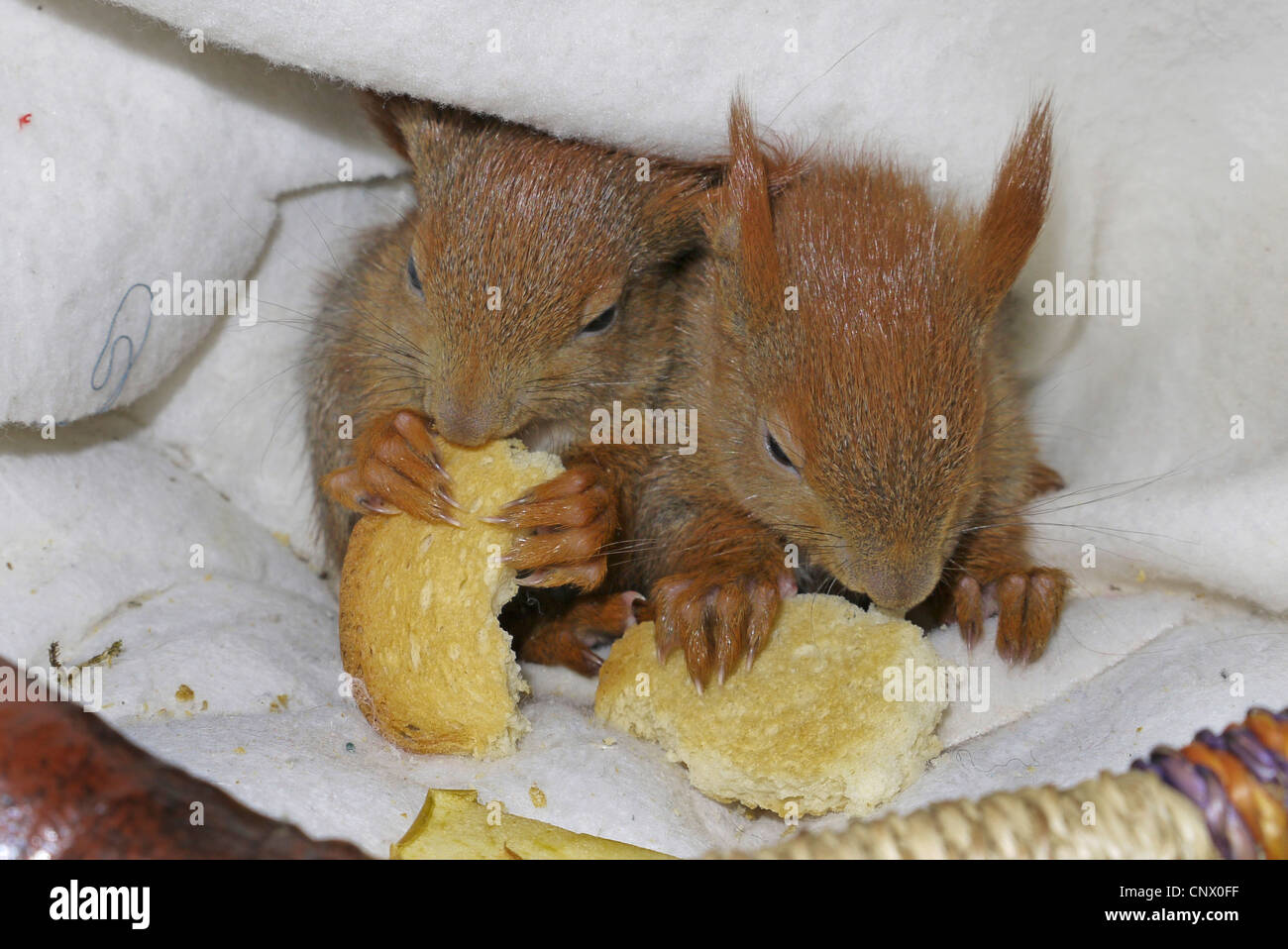 European red squirrel, Eurasian red squirrel (Sciurus vulgaris), two orphaned pups feeding on a zwieback, Germany Stock Photo