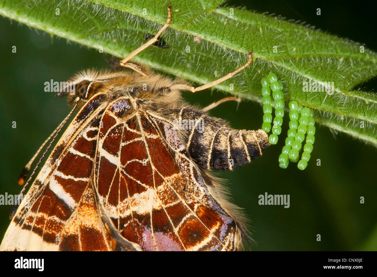 map butterfly, spring form (Araschnia levana f. levana), female laying eggs at a underside of a nettle leaf, Germany Stock Photo