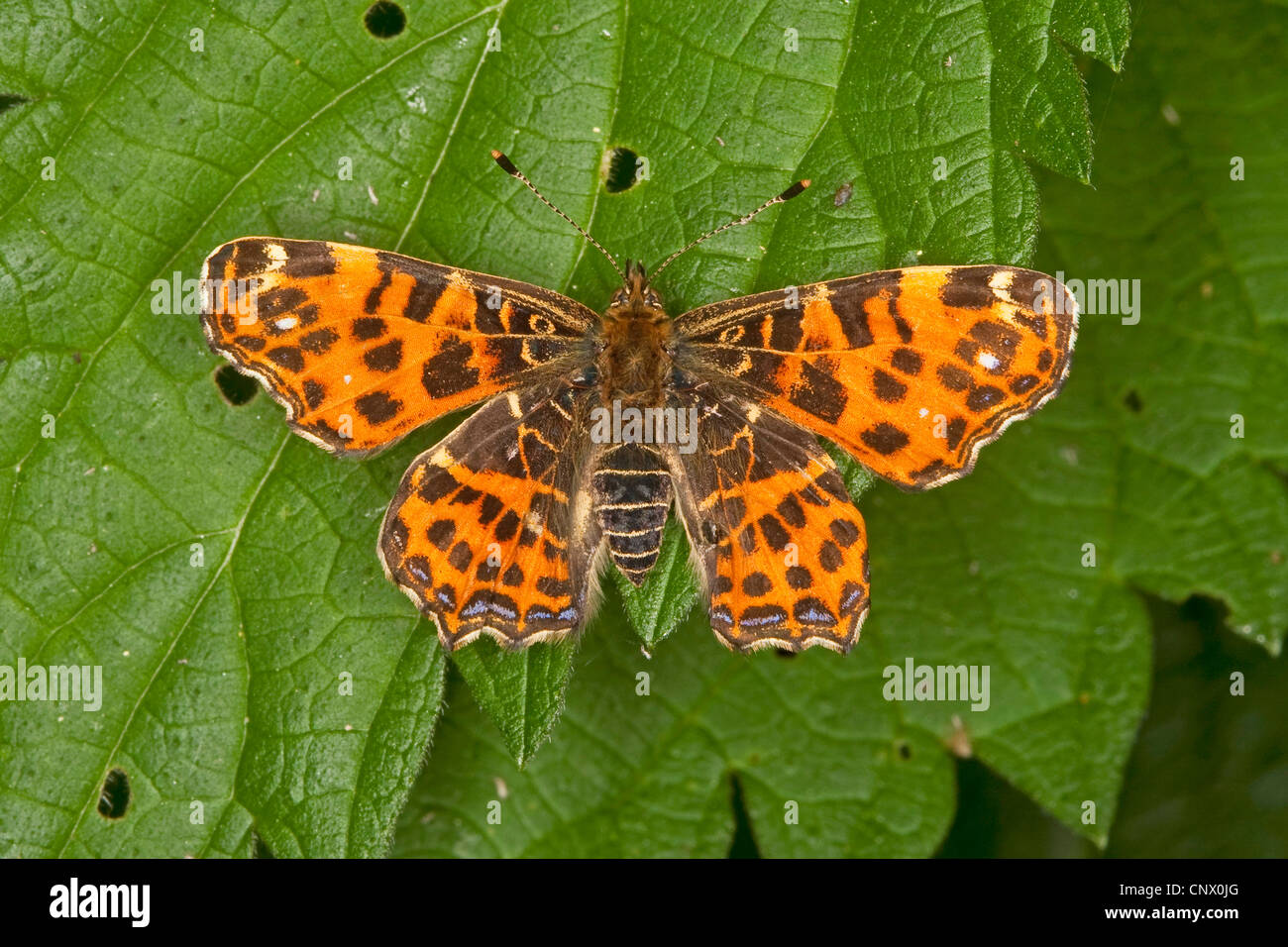 map butterfly, spring form (Araschnia levana f. levana), sitting on a leaf, Germany Stock Photo