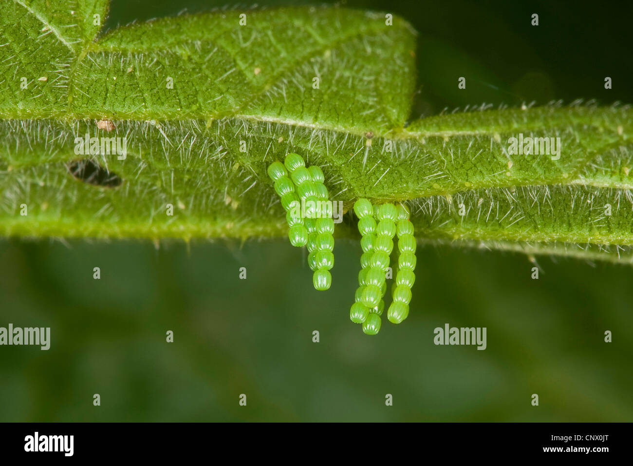 map butterfly (Araschnia levana), egg packages at the underside of a nettle leaf, Germany Stock Photo