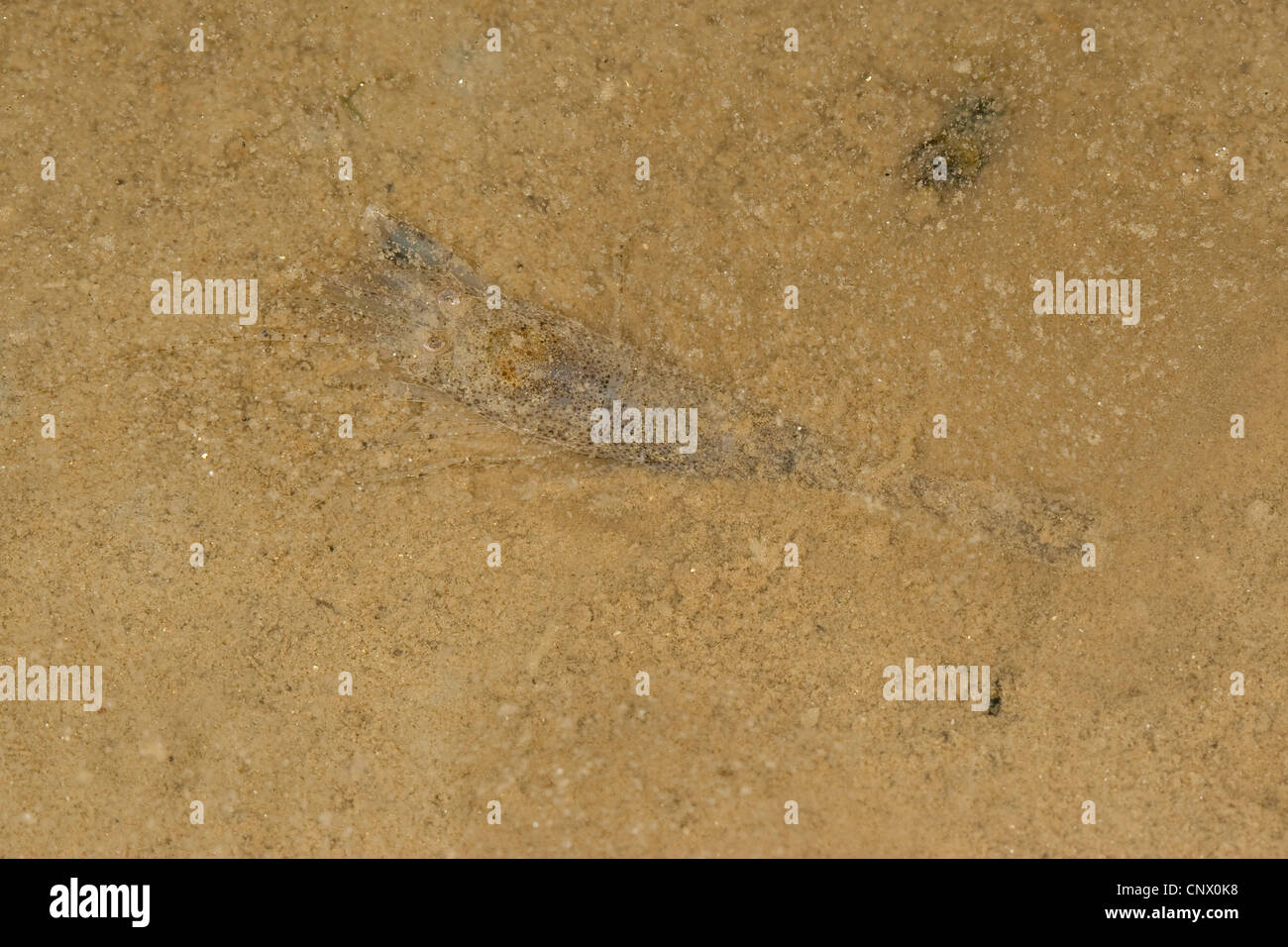 Common shrimp, Common European shrimp, Bbrown shrimp (Crangon crangon), well camouflaged on sand, Germany Stock Photo