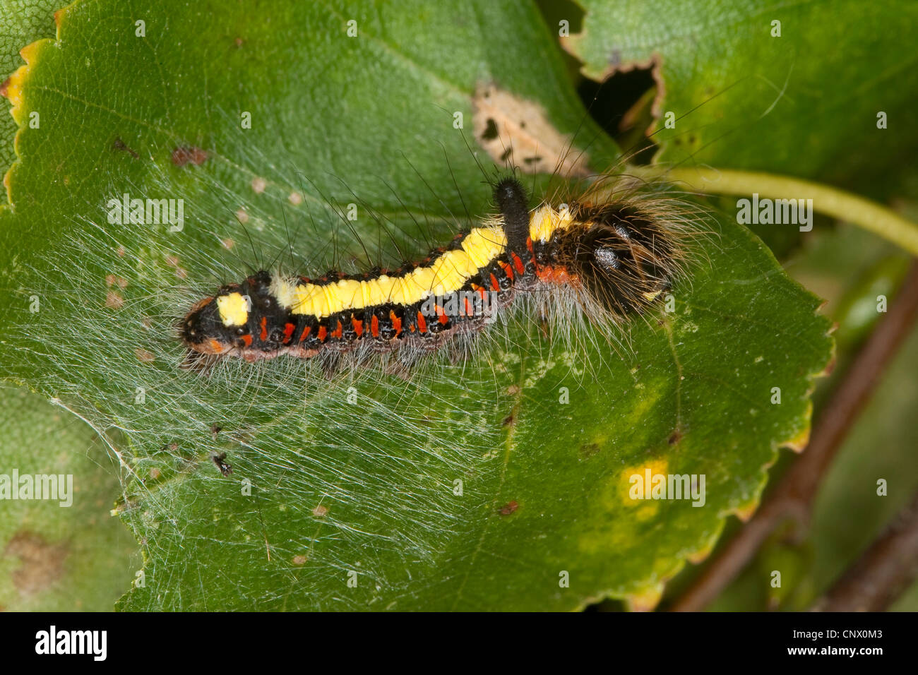 grey dagger (Acronicta psi), caterpillar on a birch leaf, Germany Stock Photo