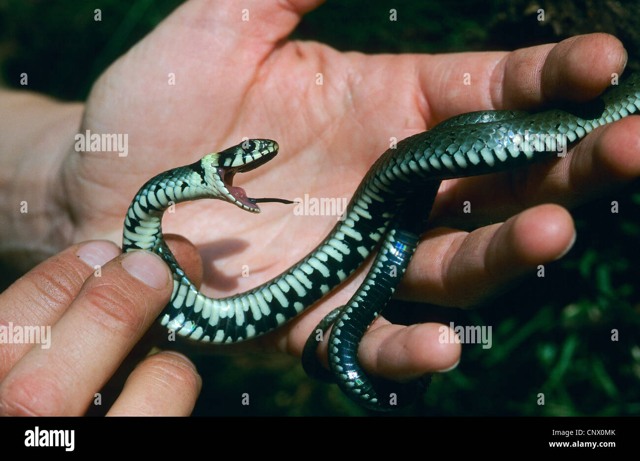 grass snake (Natrix natrix), feigning death, Germany Stock Photo