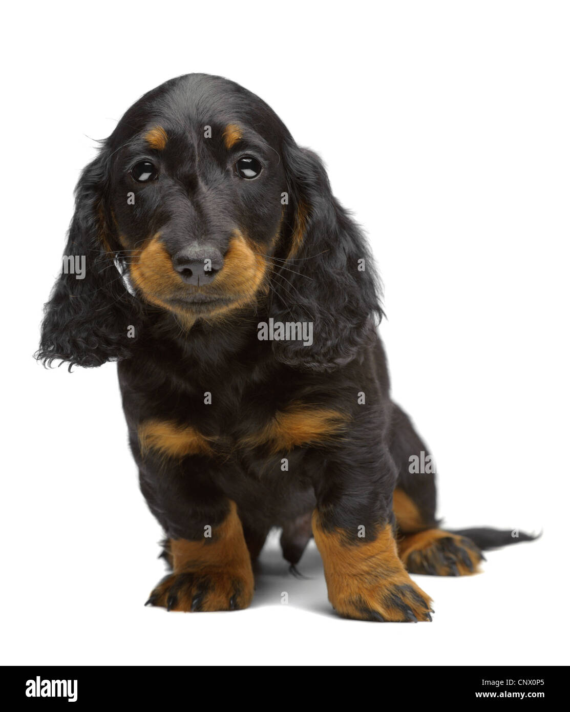 Portrait of puppy of Dachshund on white Stock Photo