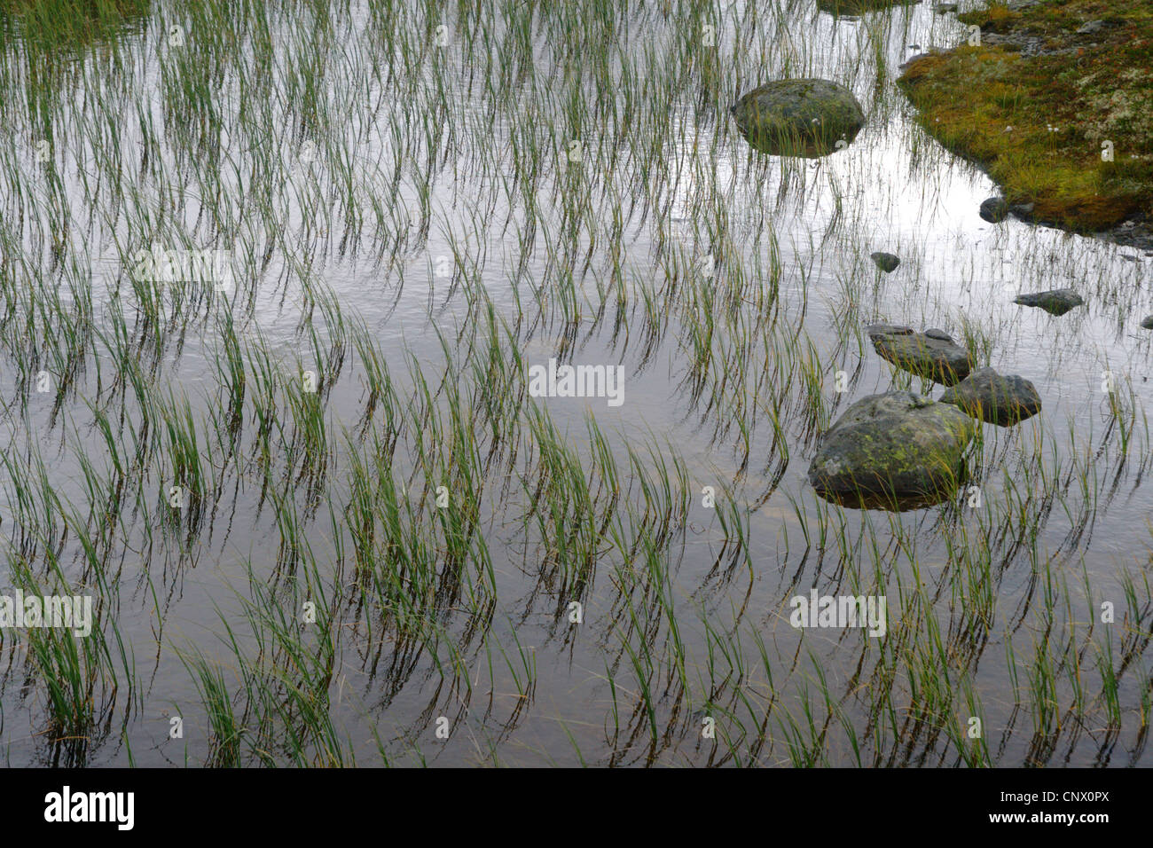 grass in pond, Norway, Hardangervidda Stock Photo