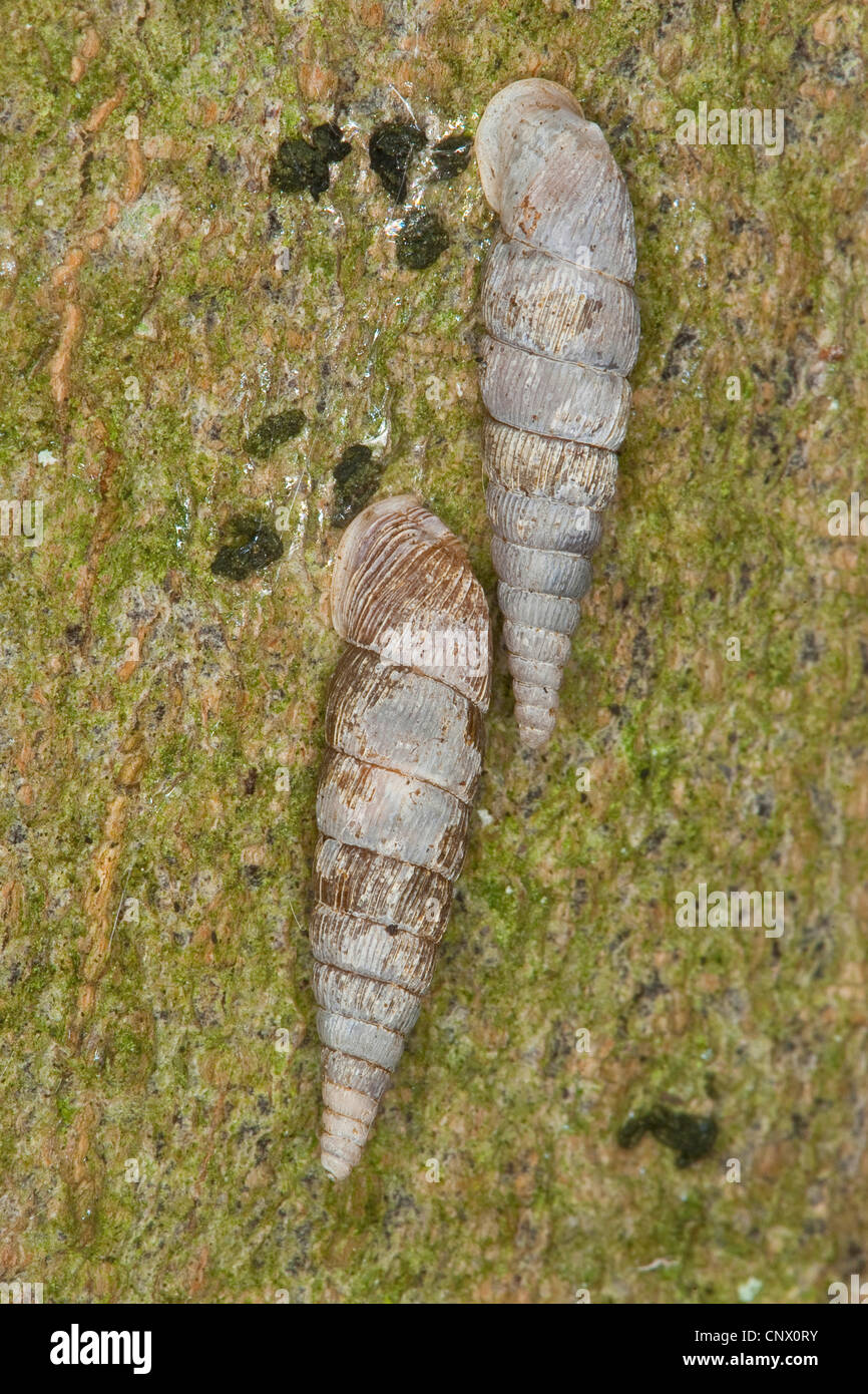 Common door snail, Thames door snail (Alinda biplicata, Balea biplicata, Laciniaria biplicata), two individual, Germany Stock Photo