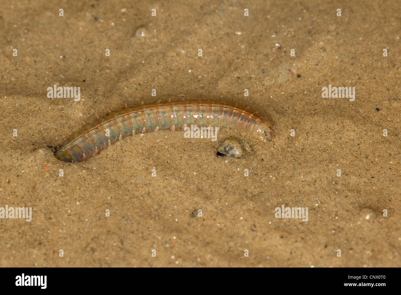 estuary ragworm (Nereis diversicolor, Hediste diversicolor), peering from out of their den, Germany Stock Photo
