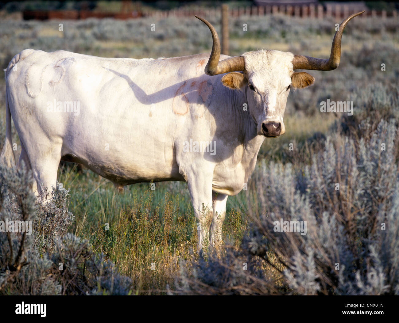 A white Texas Longhorn steer standing in a field, summer, Elkhorn Ranch
