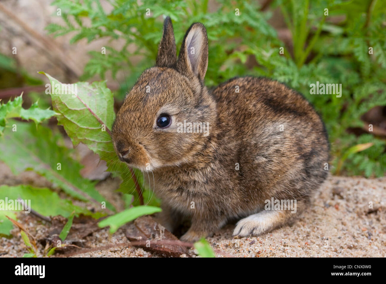 European rabbit (Oryctolagus cuniculus), pup, Germany Stock Photo