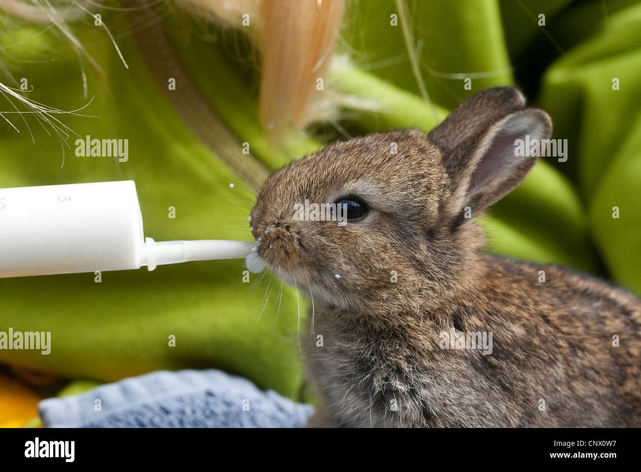 European rabbit (Oryctolagus cuniculus), child feeding a pup with milk ...