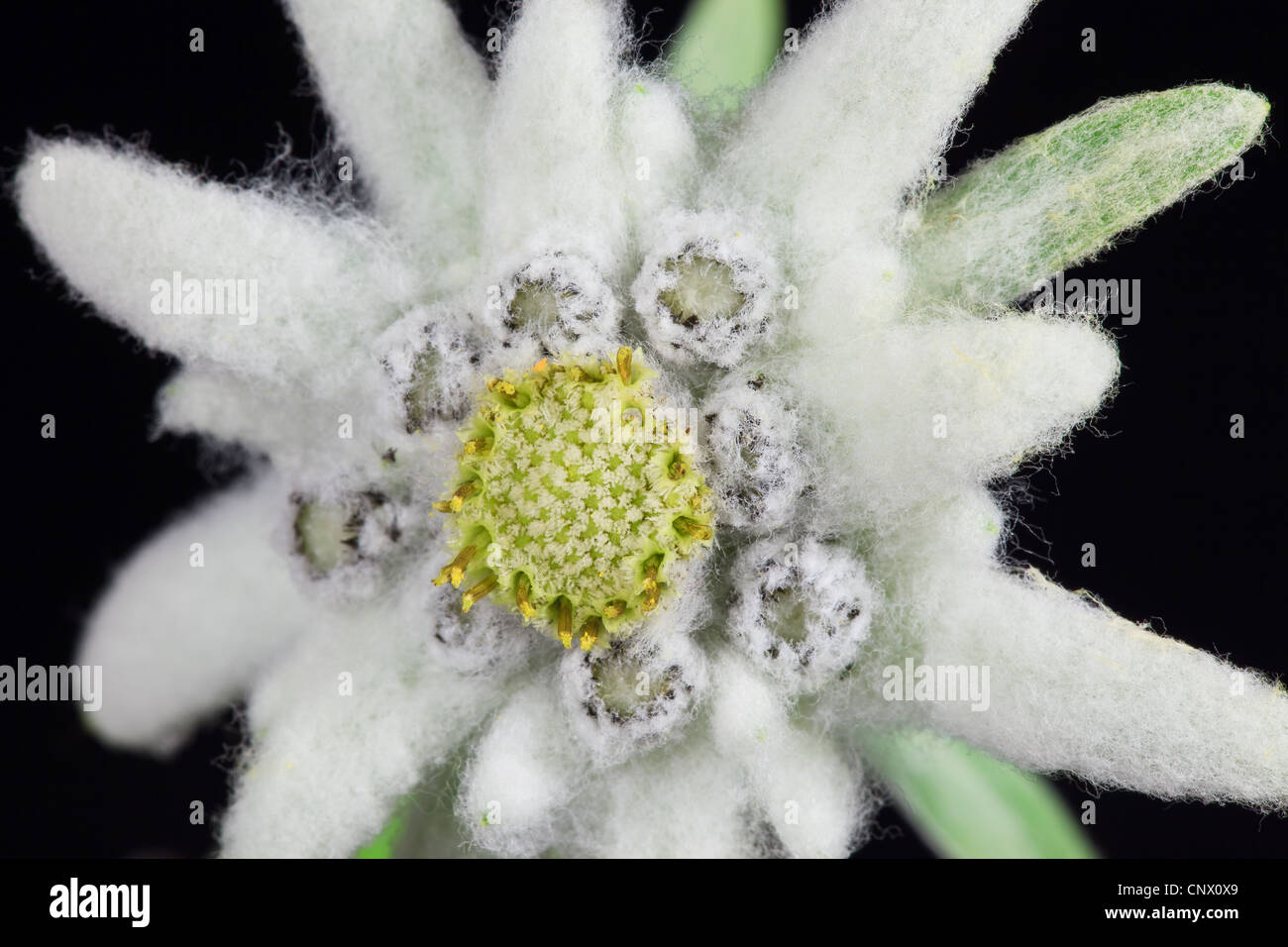 edelweiss Stock Photo Alamy