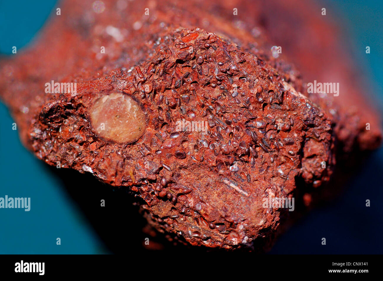 petrified fossils in calcite Stock Photo Alamy