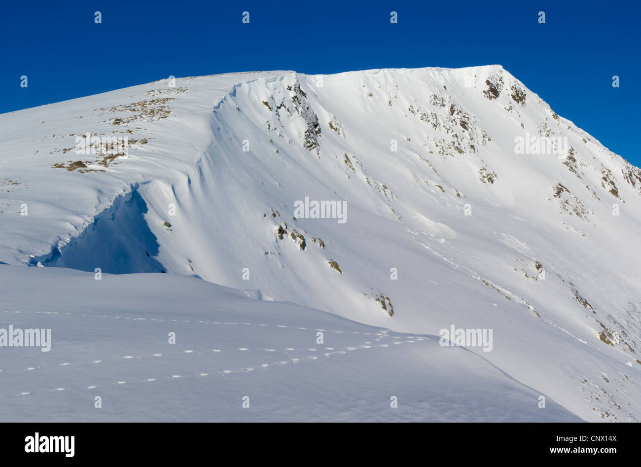 Tracks of Ptarmigan (Lagopus mutus) on Ben Macdui. Looking north across Coire Sputan Dearg (corrie). Stock Photo