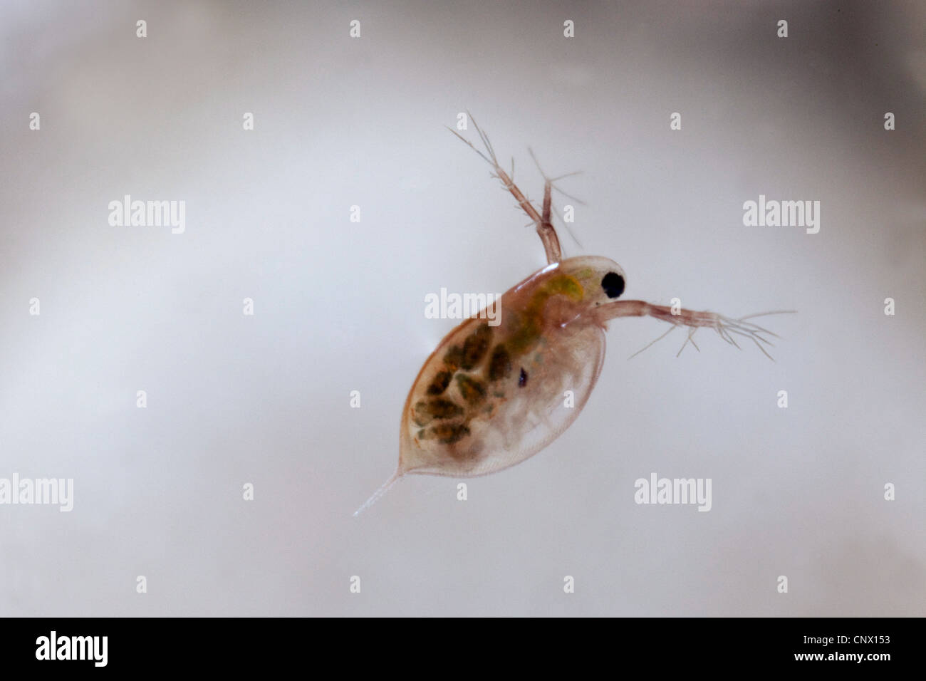 common water flea (Daphnia pulex), female with juveniles in its brood ...