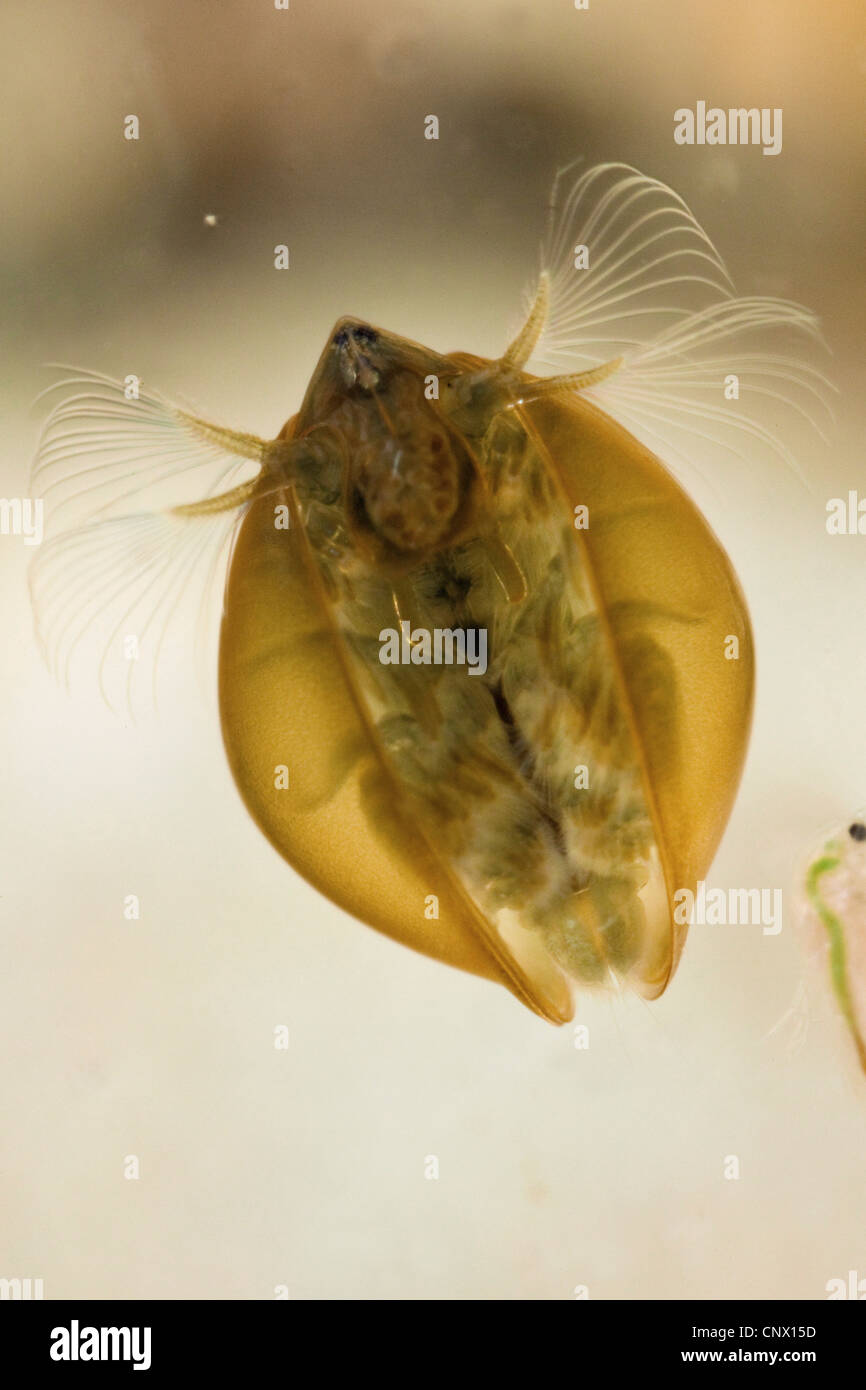 Clam shrimp, Holartic Clam Shrimp (Lynceus brachyurus), swimming female