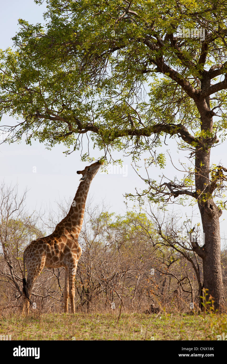 A Giraffe eating from a tall tree at Kruger national Park, South Africa Stock Photo