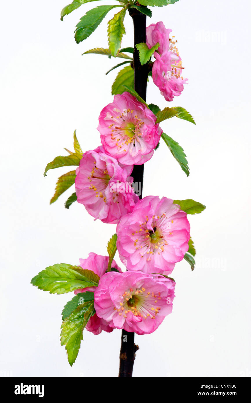 Prunus triloba (Prunus triloba), blooming branch Stock Photo
