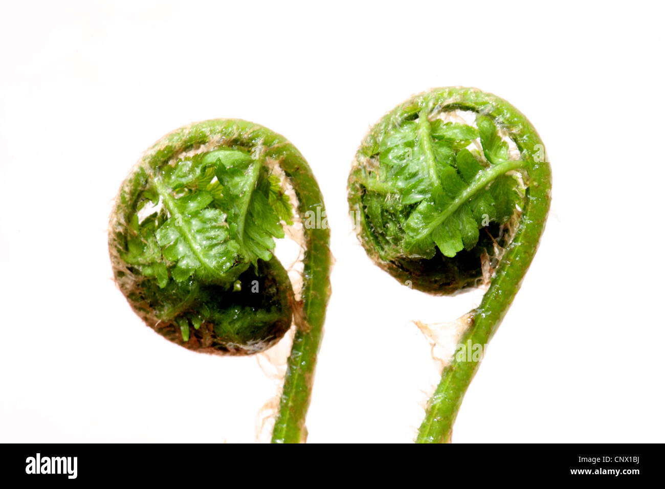 bracken fern (Pteridium aquilinum), developing fronds Stock Photo