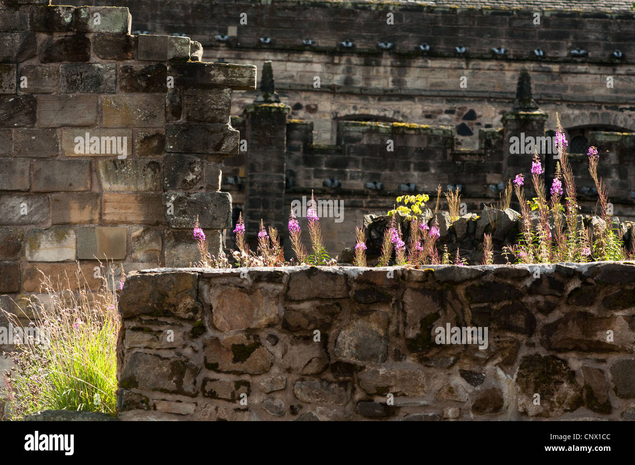 Purple Loosestrife, Lythrum salicaria, growing near the walls of Stirling Castle, Scotland. Stock Photo