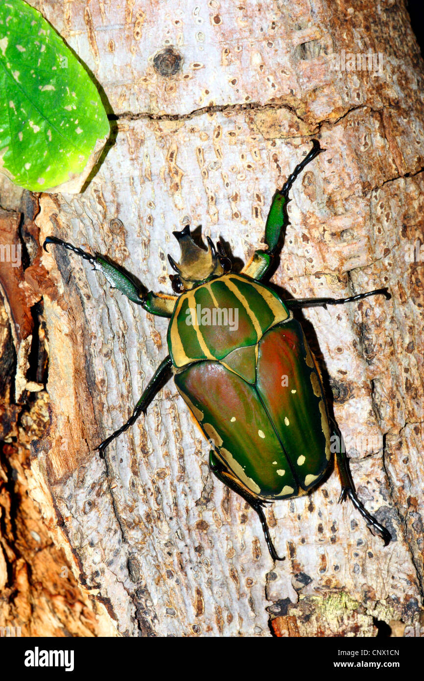 African Flower Beetle (Chelorrhina polyphemus), sitting at a trunk