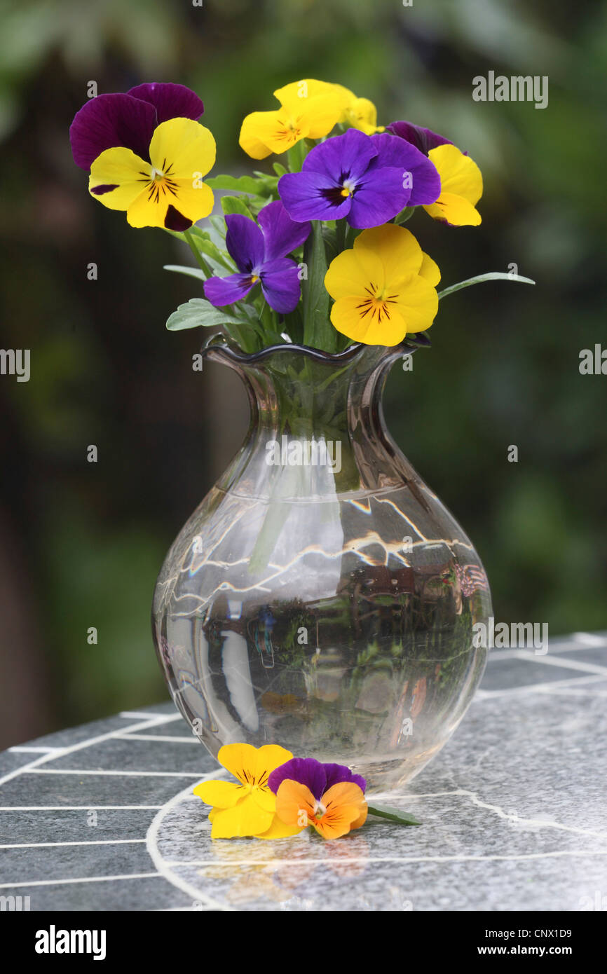 horned pansy, horned violet (Viola cornuta), Pansy Violet in a vase Stock Photo