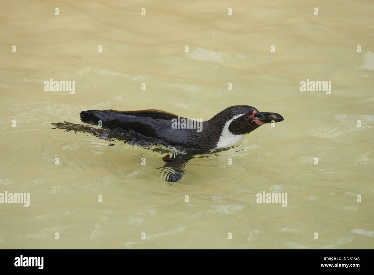 Humboldt penguin (Spheniscus humboldti), swimming Stock Photo