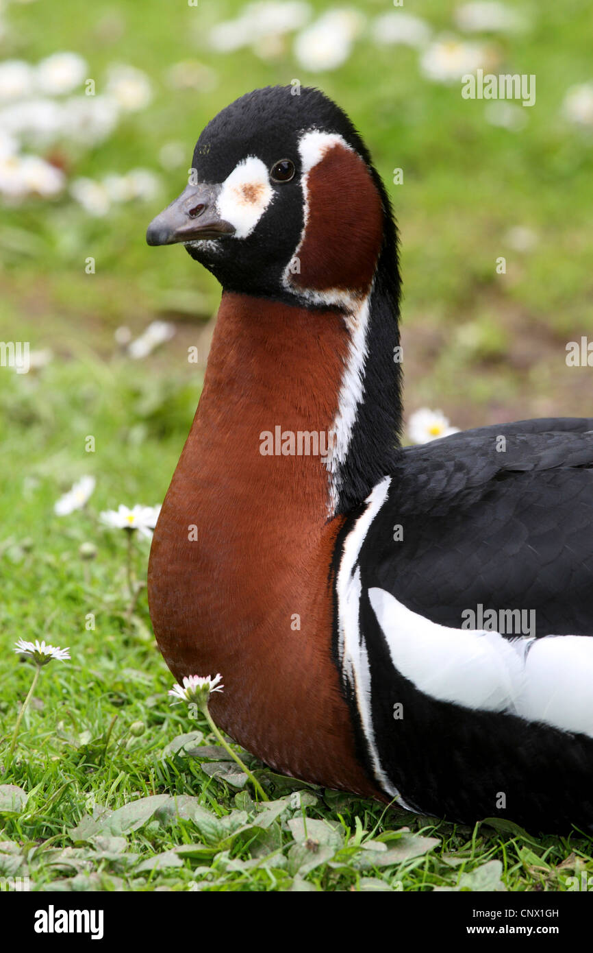 red-breasted goose (Branta ruficollis), sitting in the grass Stock Photo
