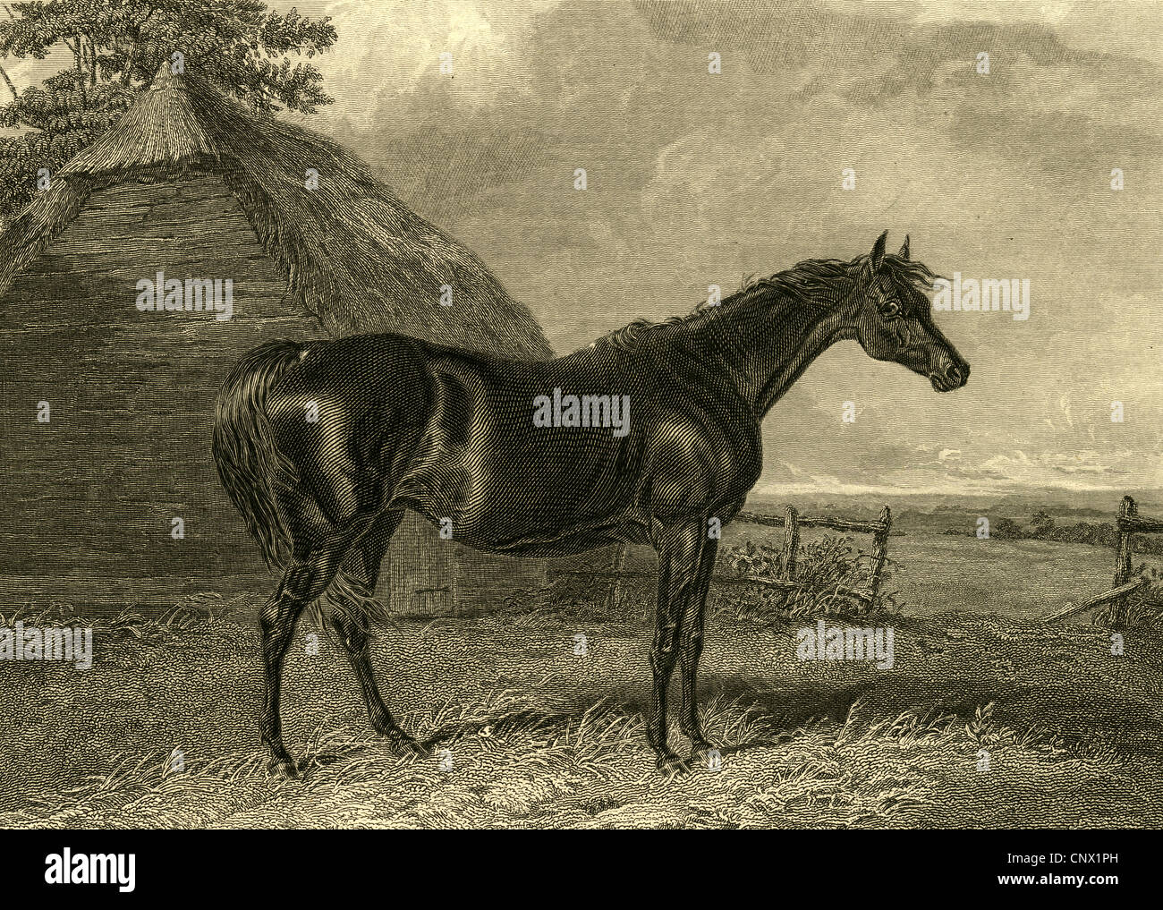 Old english black horse hi-res stock photography and images - Alamy