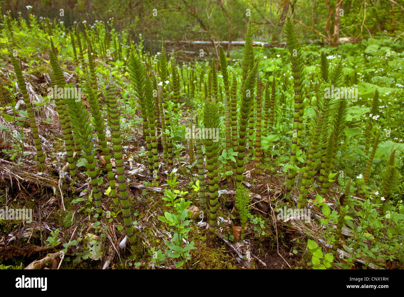 great horsetail (Equisetum telmateia, Equisetum telmateja, Equisetum maximum), at a riverside, Germany, Bavaria, Inn Stock Photo