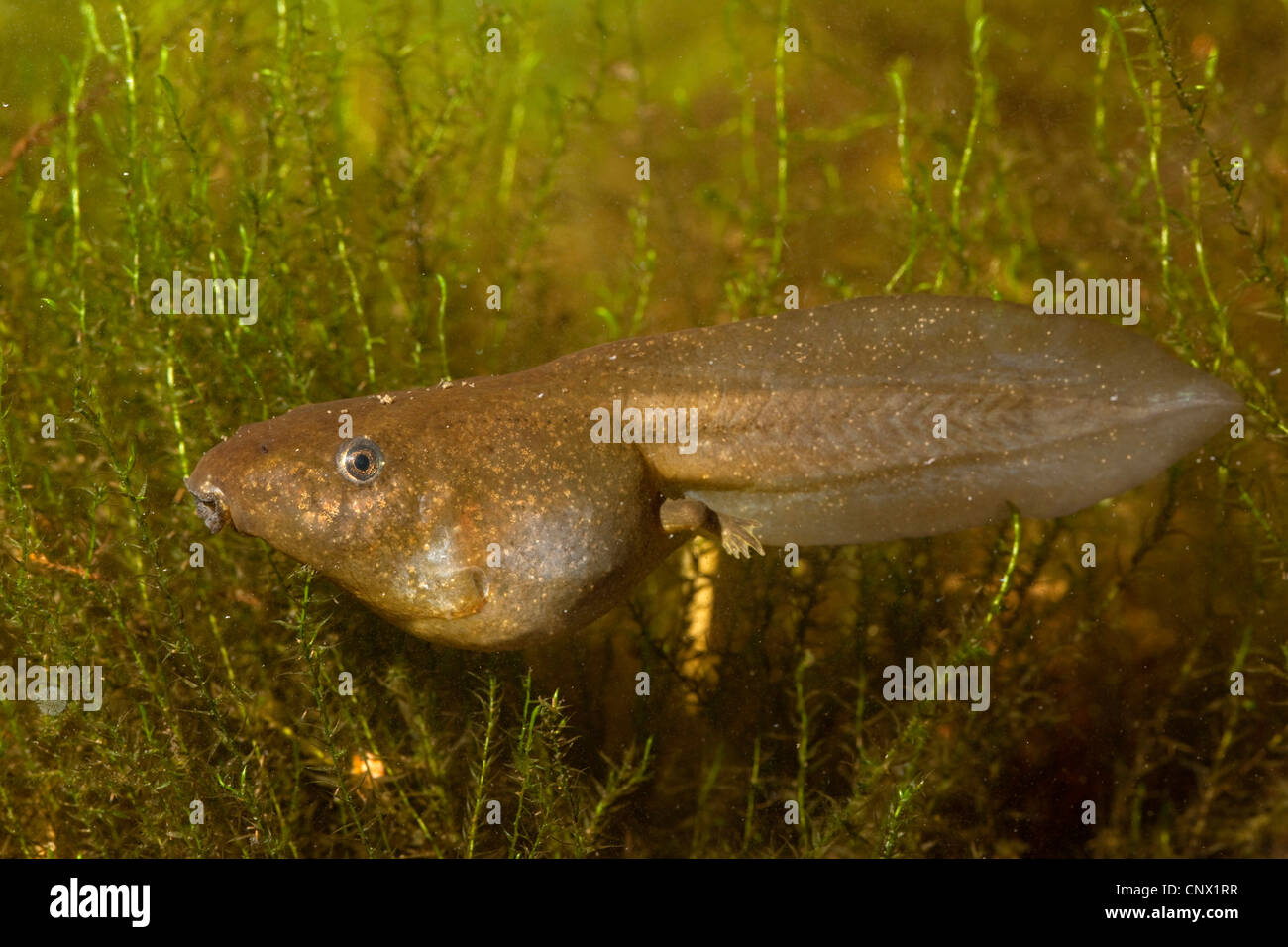 common spadefoot, garlic toad (Pelobates fuscus), tadpole with short hind legs Stock Photo