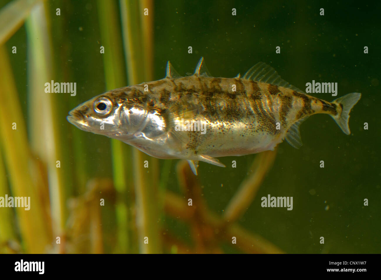 three-spined stickleback (Gasterosteus aculeatus), pregnant female just before spawing, Germany Stock Photo