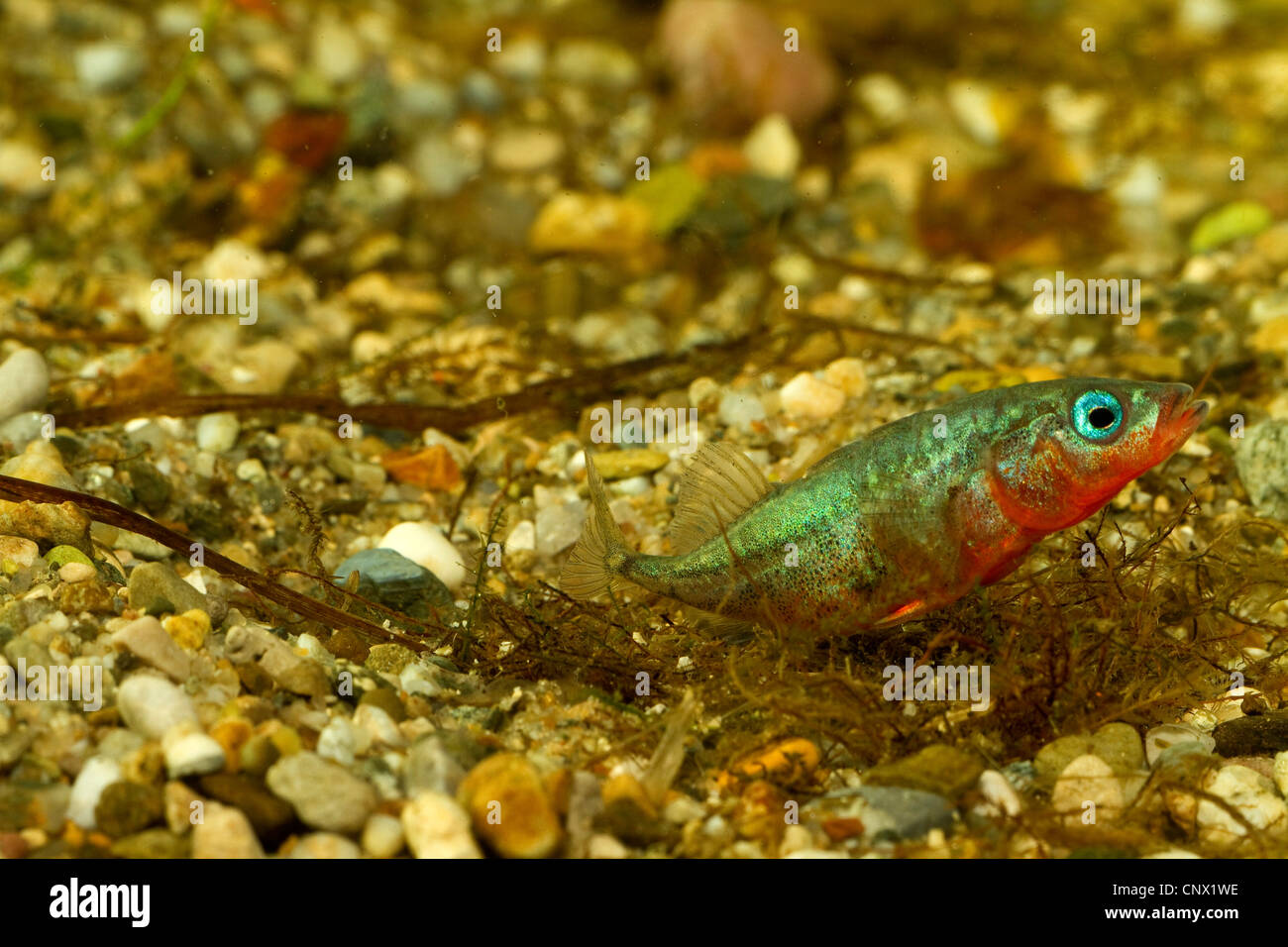 three-spined stickleback (Gasterosteus aculeatus), male building a nest, sticking nesting material together, Germany Stock Photo