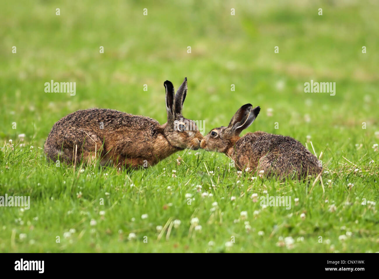 European hare (Lepus europaeus), two hares in a meadow sniffing at each other, Germany Stock Photo