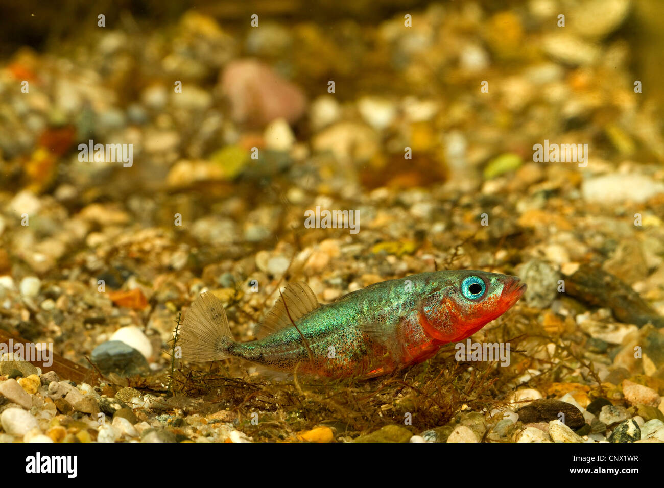 three-spined stickleback (Gasterosteus aculeatus), male building a nest, sticking nesting material together, Germany Stock Photo