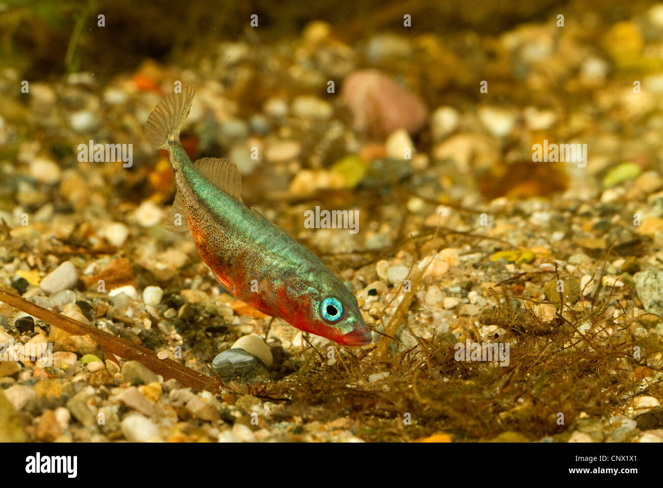three-spined stickleback (Gasterosteus aculeatus), male fanning fresh water towards the nest Stock Photo