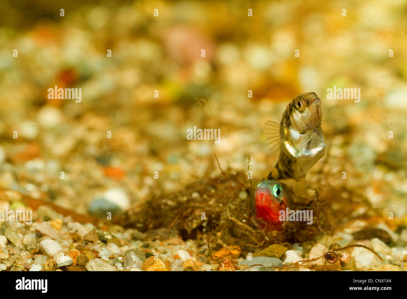 three-spined stickleback (Gasterosteus aculeatus), male and female leaving nest after laying eggs, Germany Stock Photo